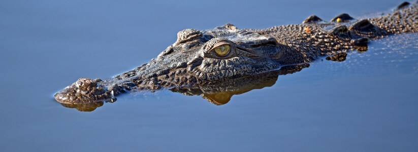 Крокодил откусил голову отцу-одиночке, который отправился добывать детям пищу