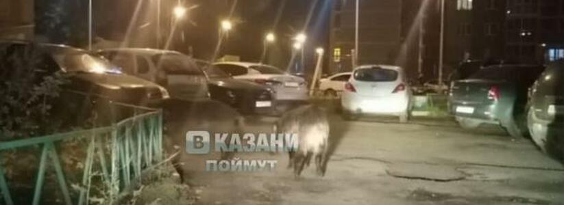 «Опасное соседство»: по двору многоэтажки в Казани разгуливают дикие кабаны