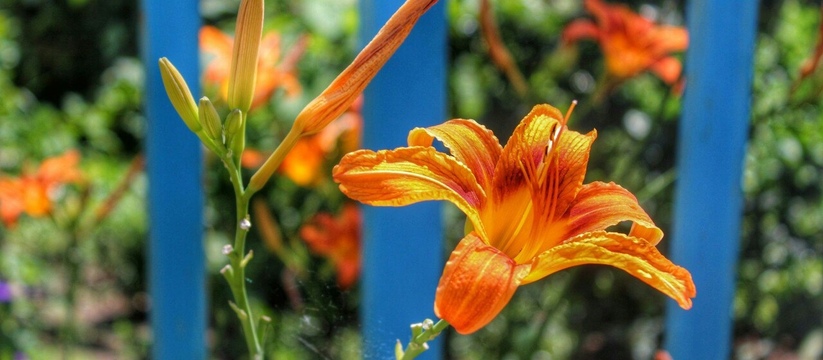 Оценивают по нескольким критериям: в Казани пройдет конкурс на лучшее цветочное оформление дворов
