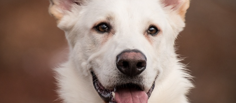 Жители села Шингальчи обнаружили пулю от пневматики в своём домашнем псе