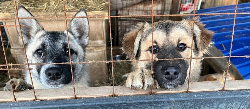 В Госдуме рассматривают инициативу о введении а...
