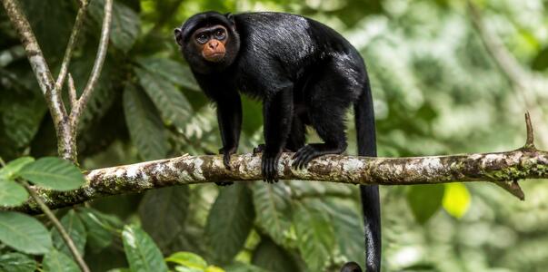 Новый вид обезьян Colobus congoenisis обнаружен...