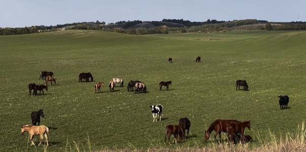 Фермеров Татарстана «душит» надзор государства ...