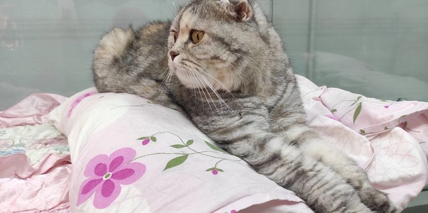 Жительница Казани продает кота за 3 млн рублей ...