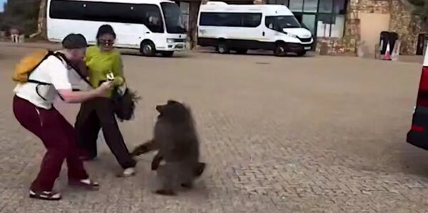 Бабуин подрался с туристами из Казани за чипсы ...