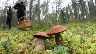 Любителей грибов будут задерживать и штрафовать: суровое правило с 2025 года