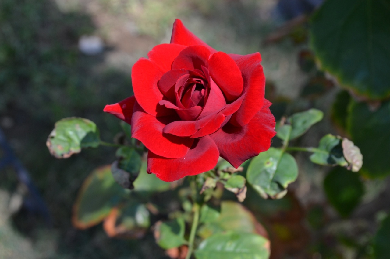  Лучше любого «Корневина»: черенок розы выпустит корни щеткой — понадобится этот популярный продукт 