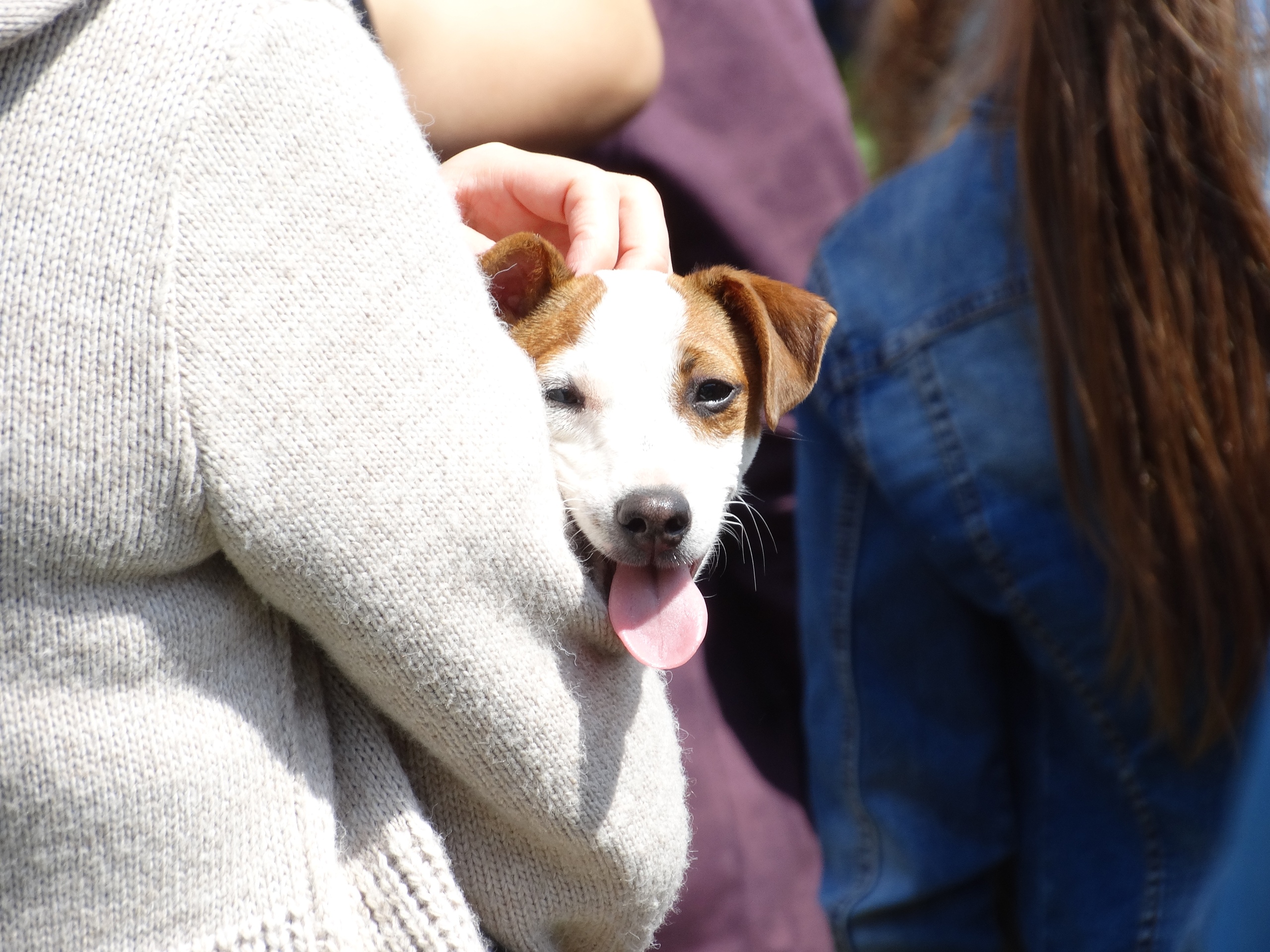 Звёзды знают ответ заранее: какая порода собаки идеально подходит вашему знаку зодиака