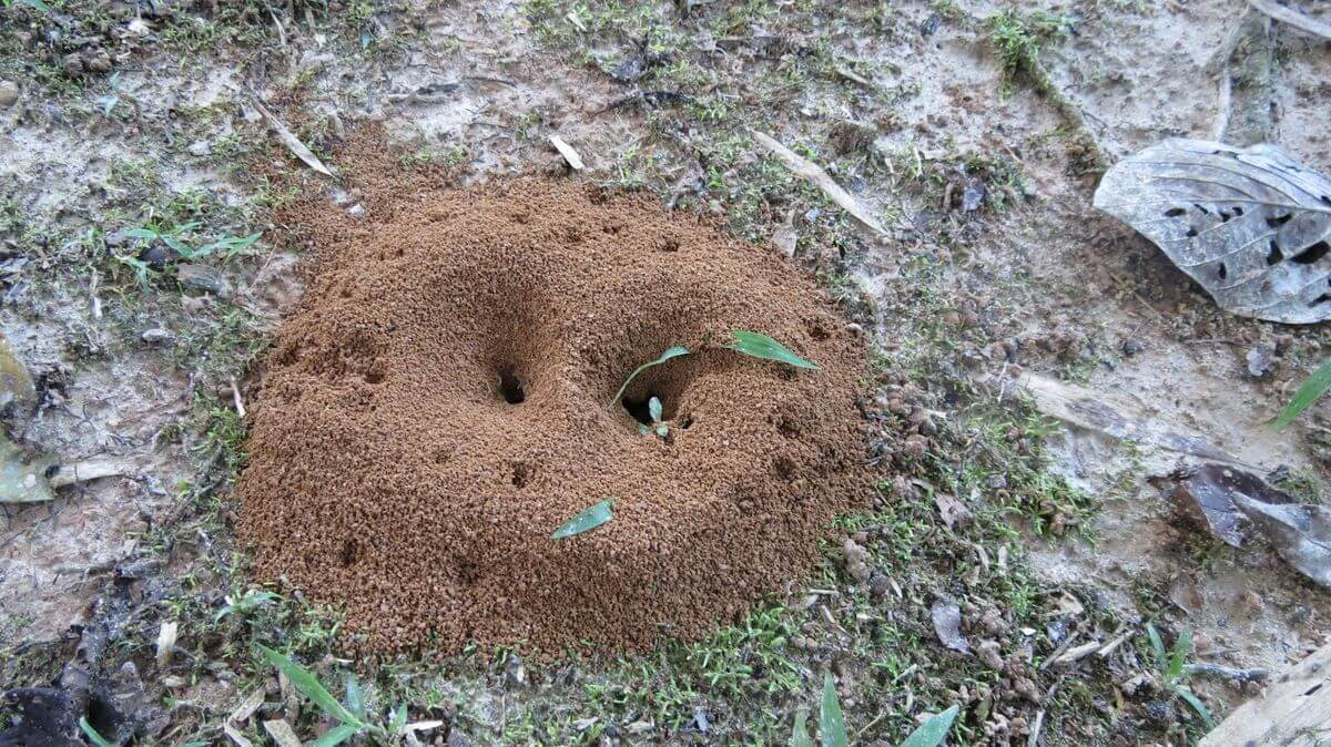  Посыпаю муравейник вечером — утром ноль следов вредителей: дармовой рецепт от огородницы со стажем — никакой химии 