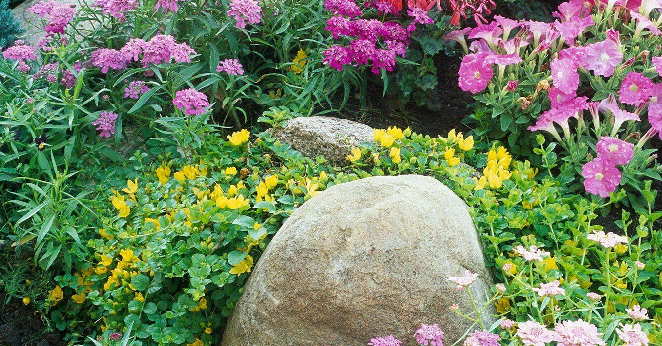  Посадите под зиму — в апреле уже цветет: агрономы рекомендуют многолетник, который обрадует роскошными цветами и не требует никакого тяжелого ухода 