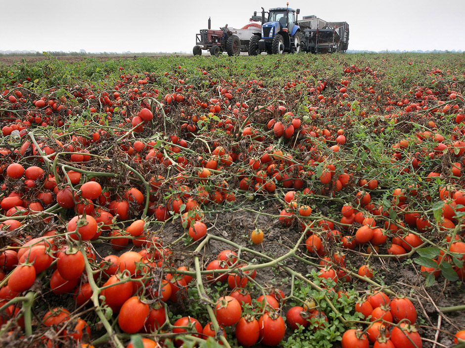  Заряжаем помидоры на реактивный рост: в июне кидаем 1 горсть под кусты 
