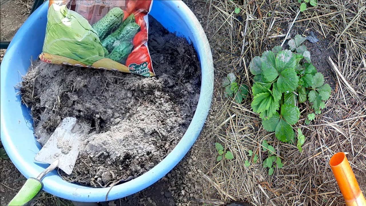  В марте посыпаю горсть под кусты клубники: летом собираю урожай сладких, спелых и крупных ягод 