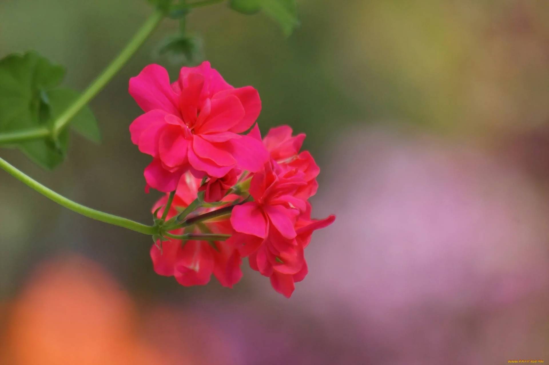  Положите лист герани в карман — вы удивитесь от эффекта 