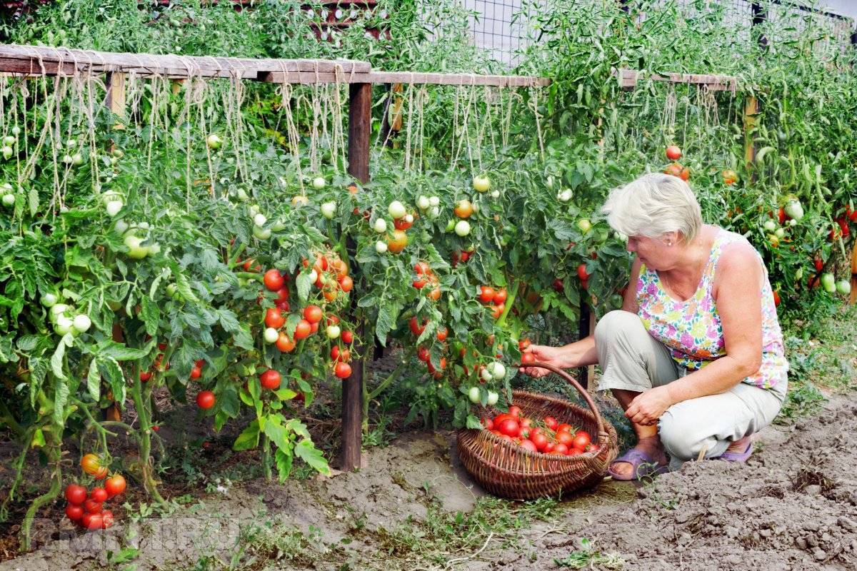  Заряжаем томаты на реактивный рост: в июне кидаем 1 горсть под кусты 