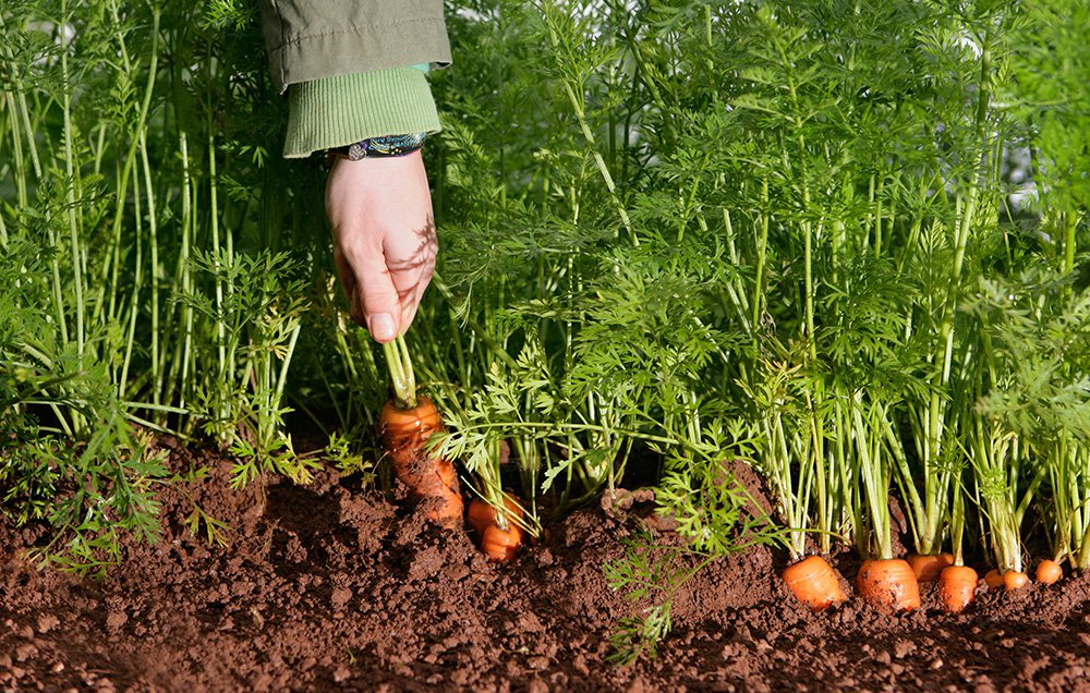  Морковь сразу же пойдёт в рост: в июле необходимо поливать грядки таким раствором — первый шаг к хорошему урожаю 