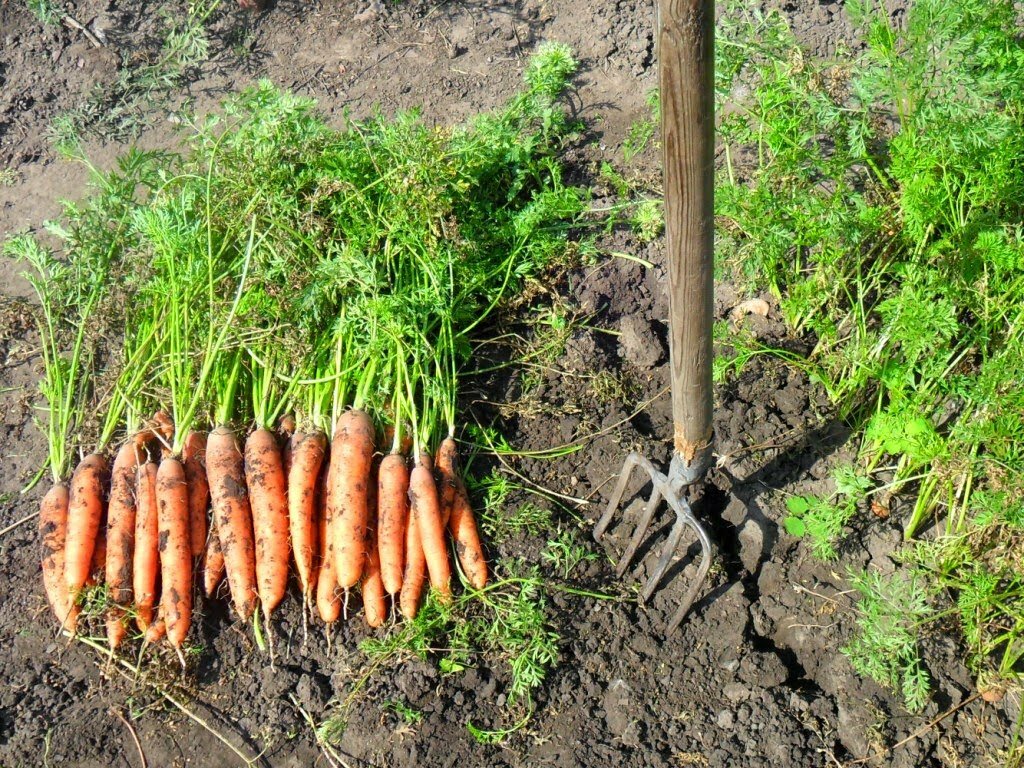  Морковь сразу пойдёт в рост: в июле полейте грядку таким раствором — первый шаг к хорошему урожаю 