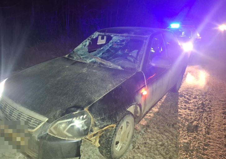  В Нижнекамском районе в ДТП с выбежавшим на трассу лосем пострадала девушка 