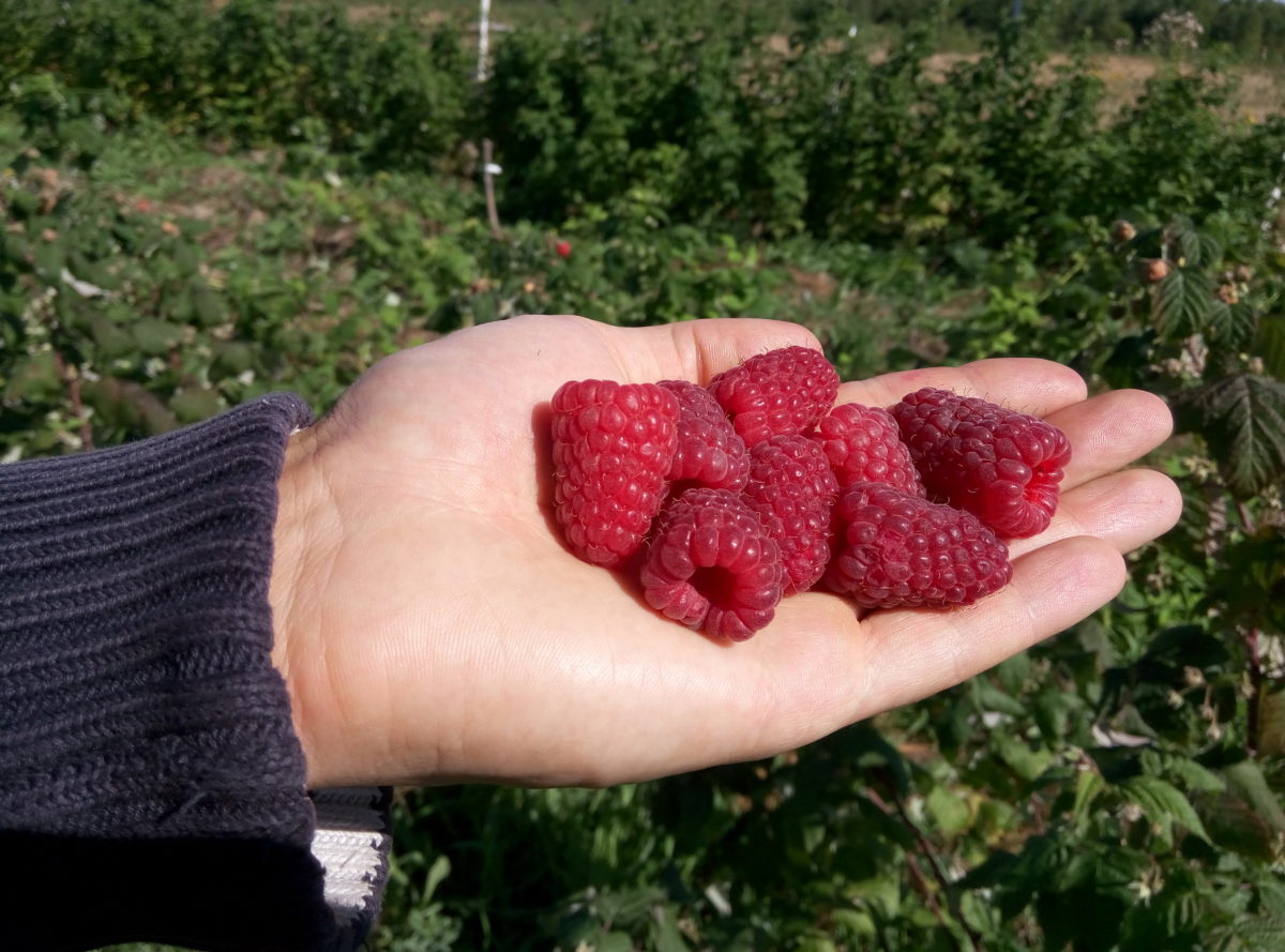  Как вырастить малину XXL за один сезон — три проверенных способа от дачницы 