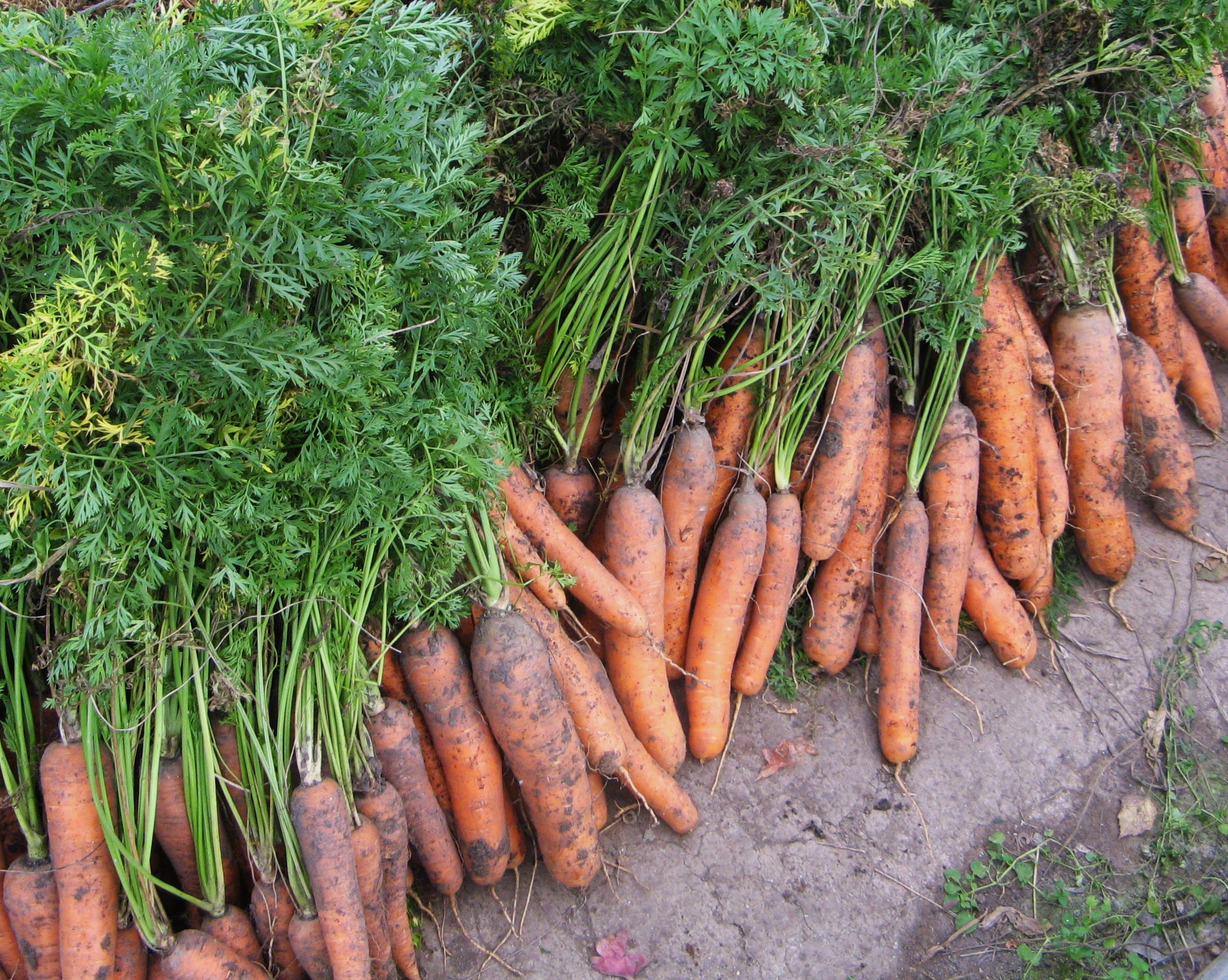  Морковь сразу же пойдёт в рост: в июле нужно полить грядки таким раствором — первый шаг к хорошему урожаю 