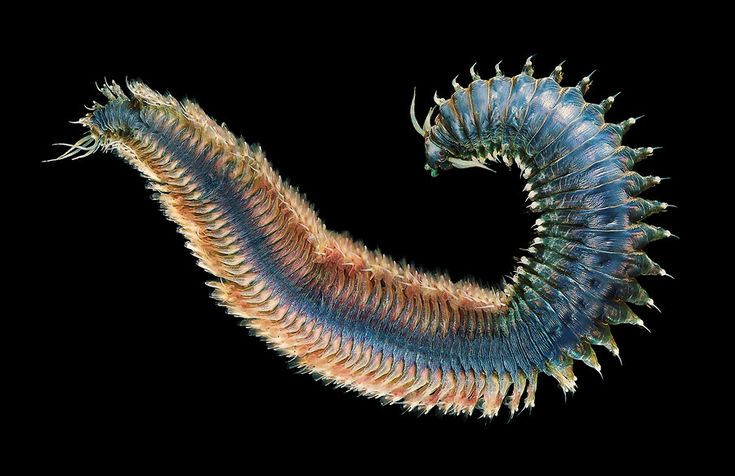 Российские учёные раскрыли тайну нор морских хищных червей