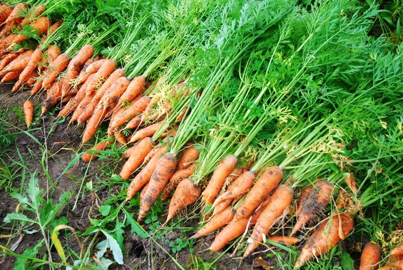  Морковь сразу пойдёт в рост: в июле полейте грядку этим раствором — первый шаг к хорошему урожаю 