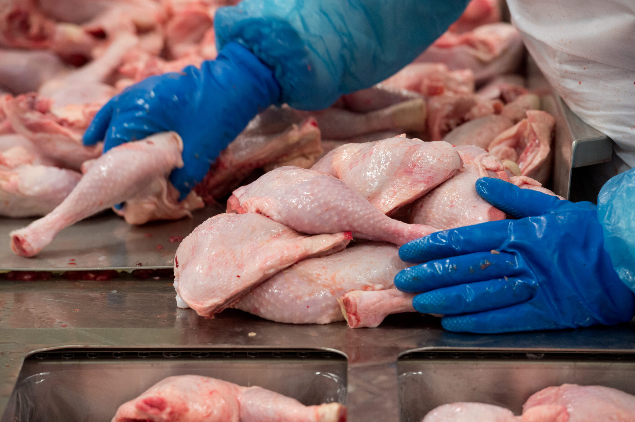  «В мясе одни микробы»: эксперты Роскачества назвали бренды филе цыпленка, которые не следует брать 