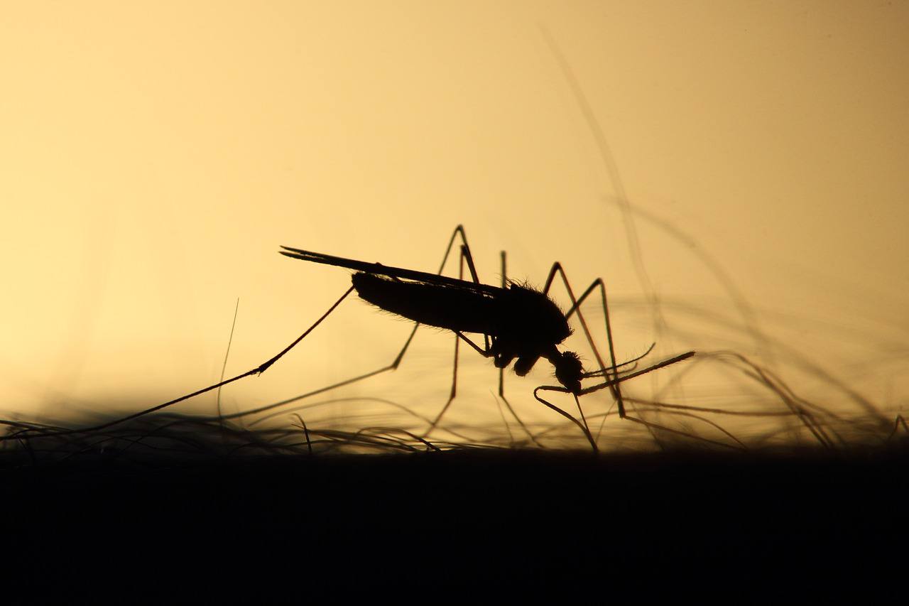  Завозная малярия в Татарстане: случай заболевания после поездки в Конго 