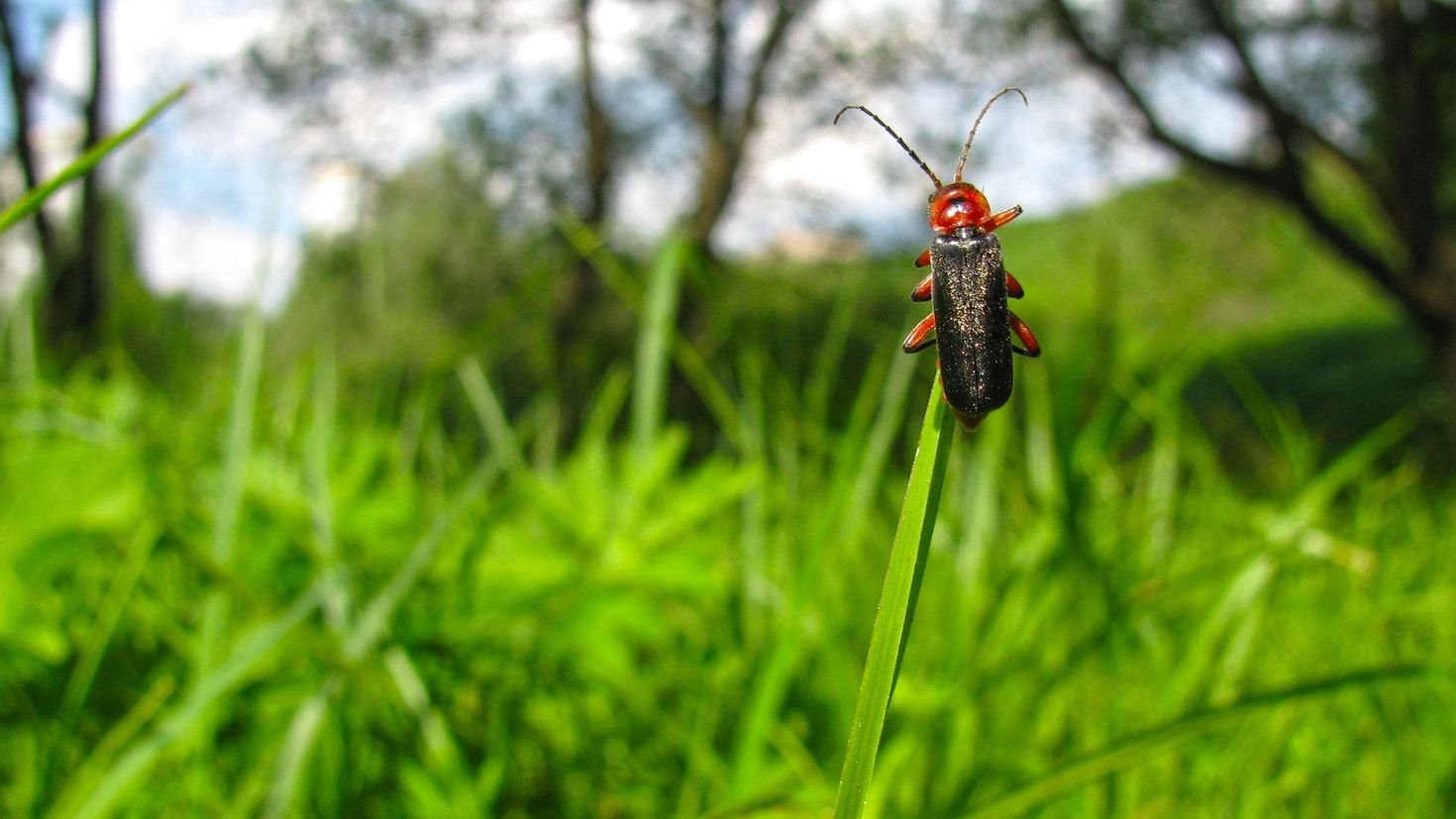  Гораздо хуже клещей: 3 вида насекомых в России, укус которых запросто вас убьет 