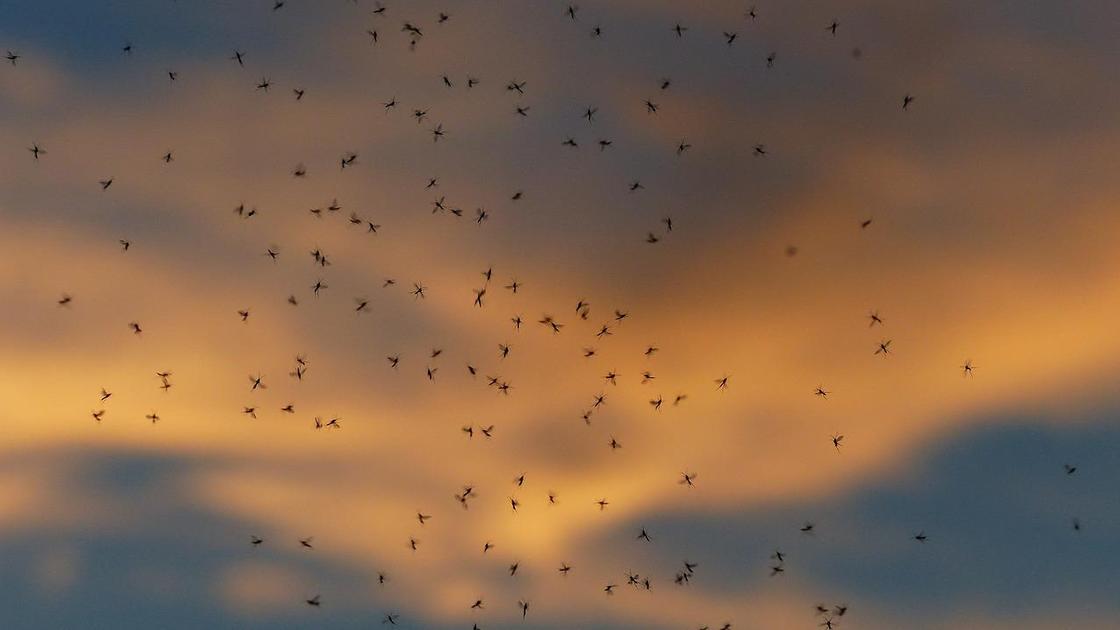  Комары и мошки больше не покусают: 5 эффективных народных средств против насекомых 