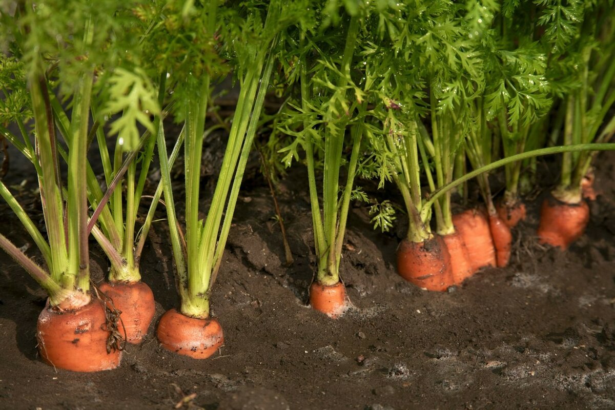  Морковь сразу пойдёт в рост: в июле полейте грядку таким раствором — первый шаг к огромному урожаю 