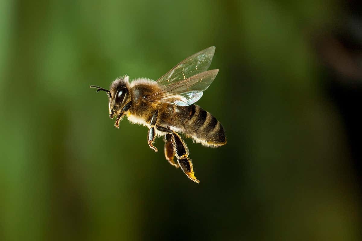  Биологи нашли уникальных сибирских пчел — они отличаются необычным цветом  