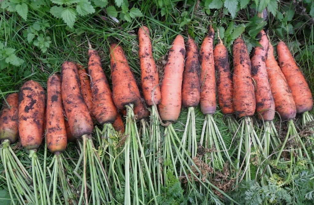  Морковь сразу пойдёт в рост: в июле полейте грядку таким раствором — главный шаг к хорошему урожаю 
