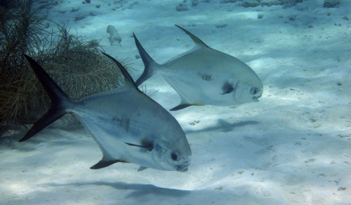  В Тихом океане нашли загадочное строение «Великая белая стена»: 