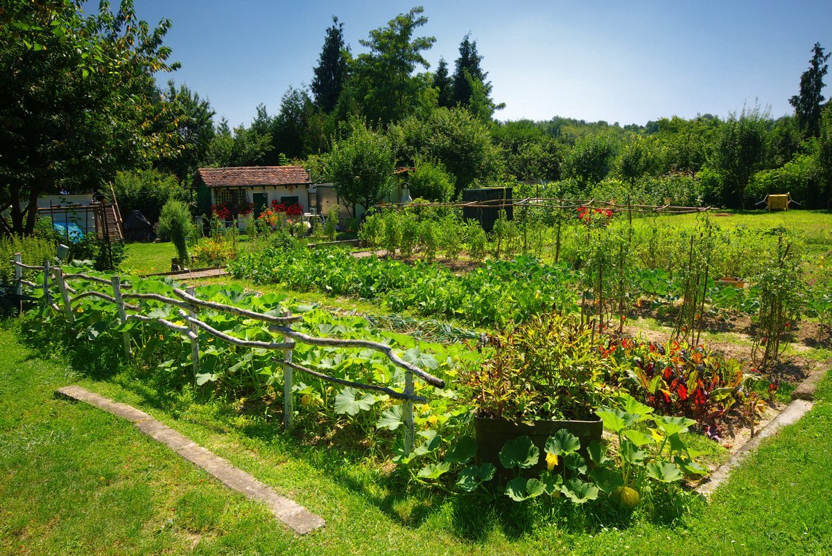  Кидаю в ведро и поливаю весь огород: помидоры, огурцы и перцы плодоносят, как соперники, а почва — пример плодородия  