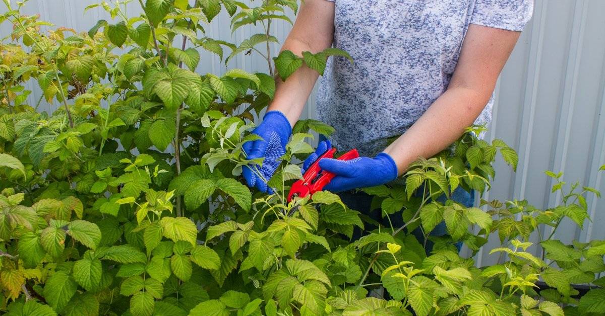  Обрезка малины на зиму: удобная схема, которая удвоит урожай в следующем году 