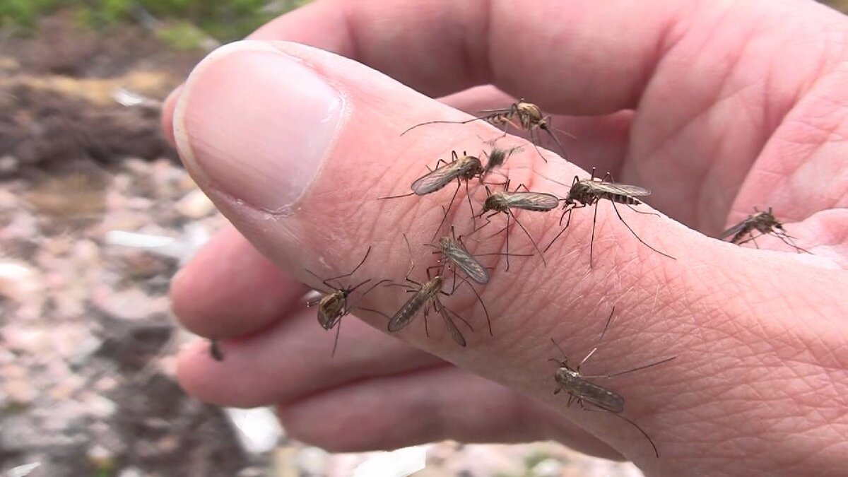  Комары и мошки больше вас не покусают: 5 эффективных народных средств против насекомых 