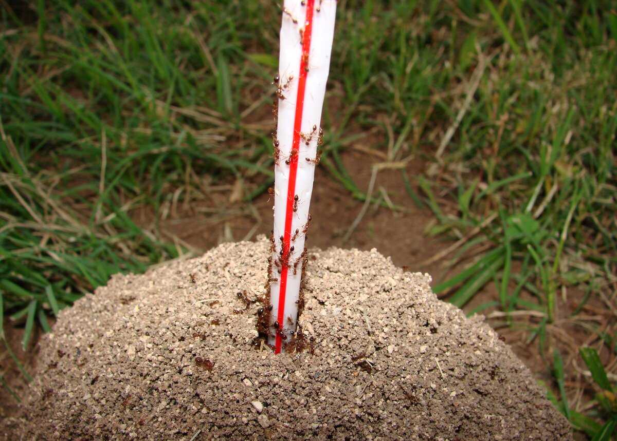  Посыпаю муравейник вечером — утром ноль следов надоедливых вредителей: дармовой рецепт от огородницы со стажем — никакой химии  