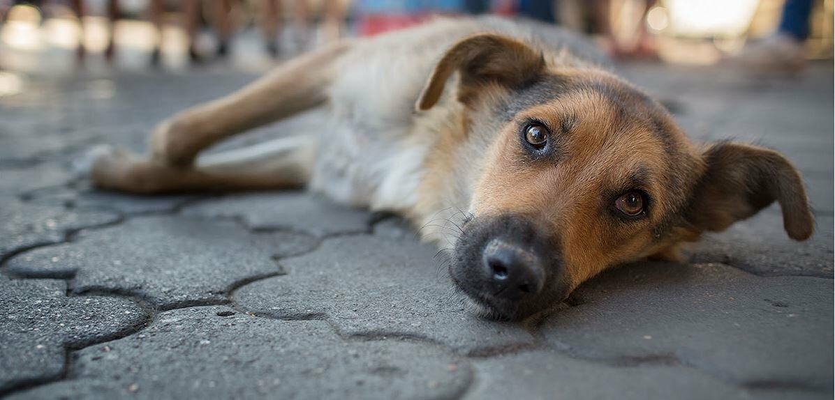  Казанские волонтёры спасли собак из захламлённой квартире 