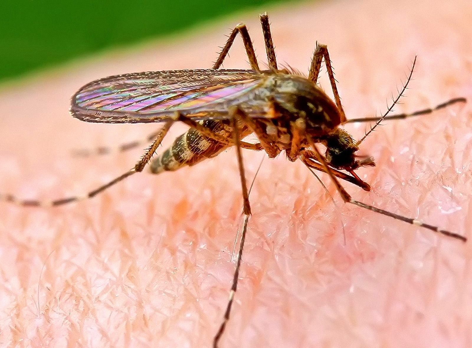  В Финляндии выявили редкого комара – он распространяет не поддающийся лечению вирус 