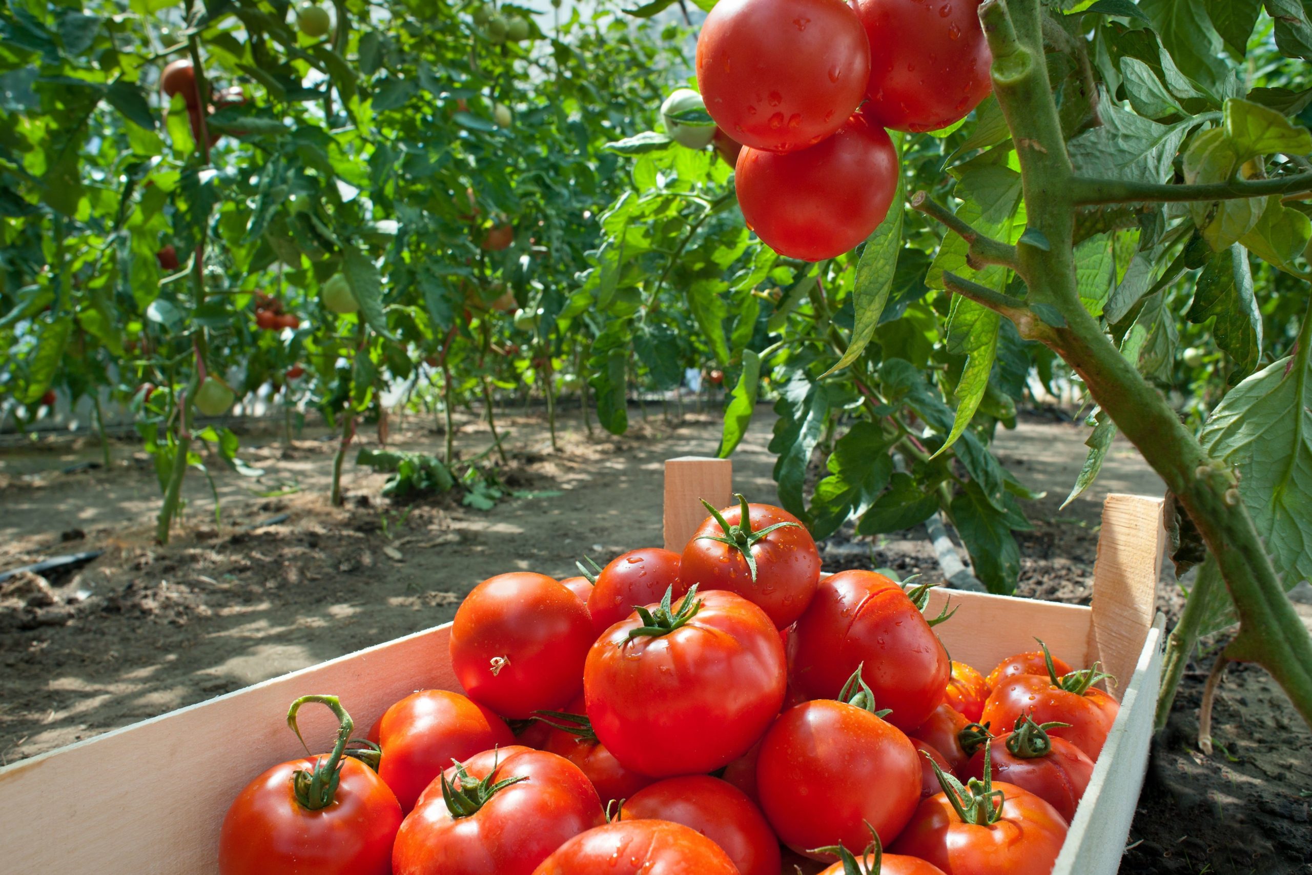  Заряжаем томаты на быстрый рост: в июне кидаем 1 горсть под кусты 