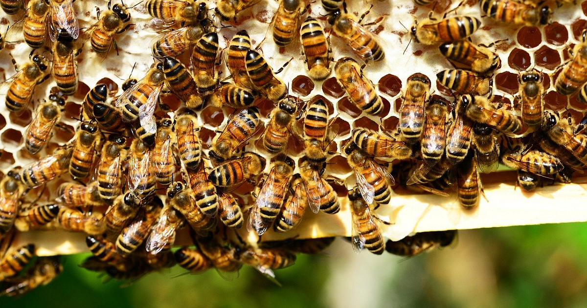  Российские биологи нашли уникальных сибирских пчел — они имеют необычный цвет  
