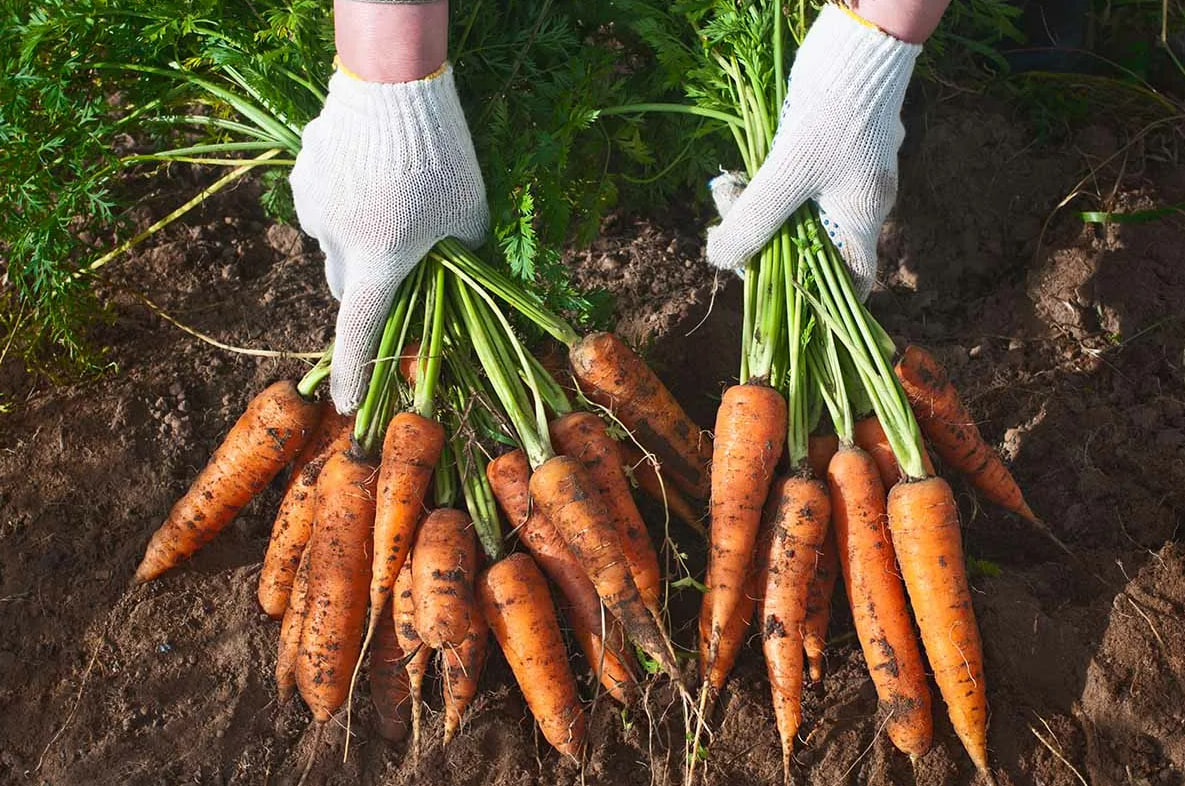  Морковь моментально пойдёт в рост: в начале июля полейте грядку этим раствором — первый шаг к богатому урожаю 