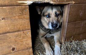 В Казани выделят 40 млн на содержание отловленн...