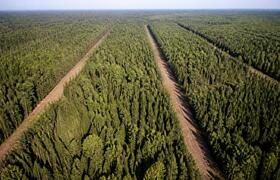 В лесах Татарстана обустроили почти 2,4 тыс. км...
