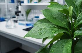 Сахарные молекулы усилили иммунитет растений