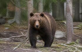 В РТ впервые за долгие годы разрешили охоту на ...