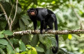 Новый вид обезьян Colobus congoenisis обнаружен...