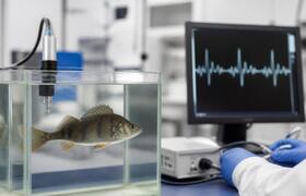 Ученые РАН: рыбы помогают моделировать болезни ...