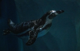 Три редких пингвина прибыли из Владивостока в К...