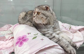 Жительница Казани продает кота за 3 млн рублей ...
